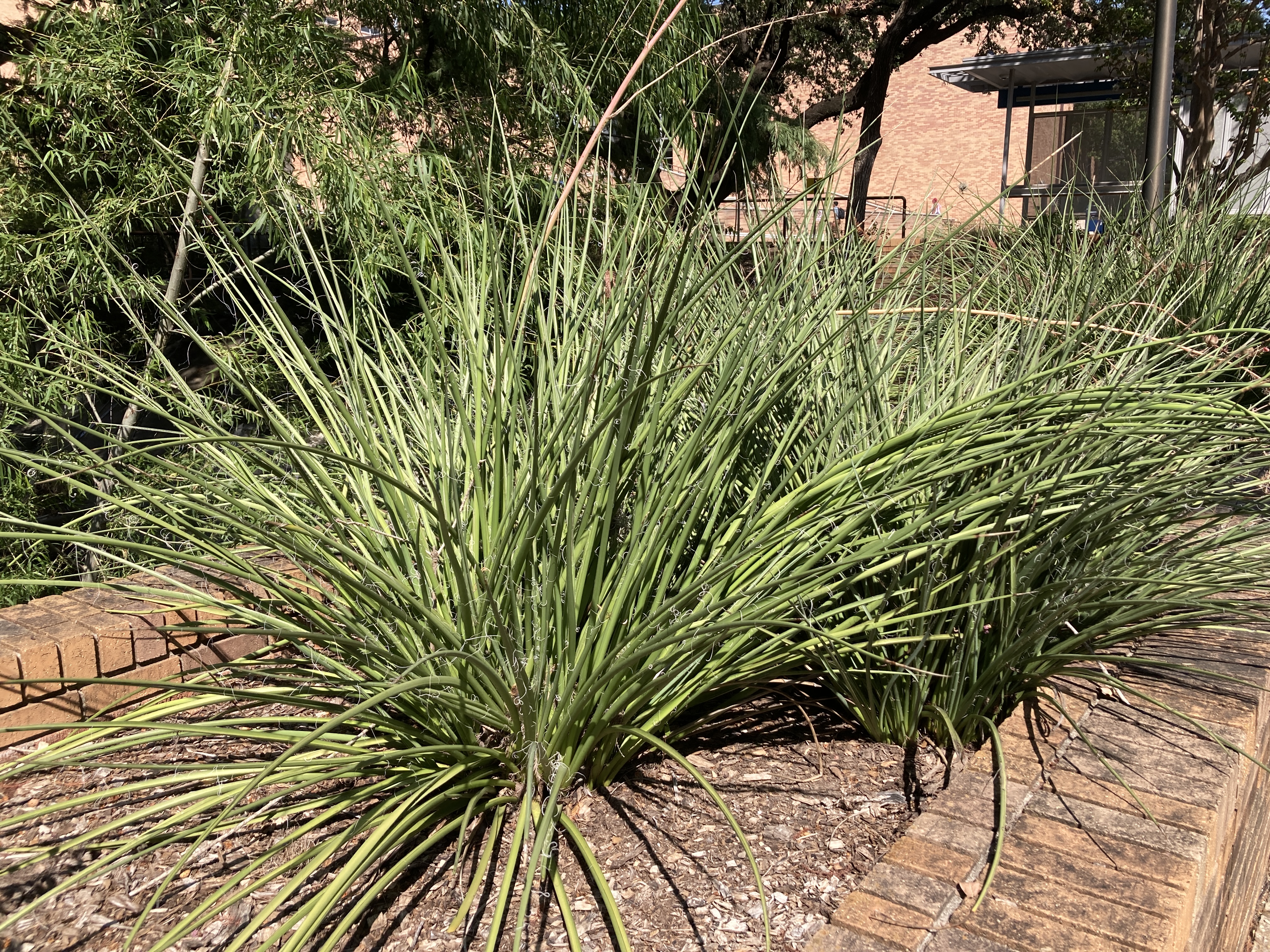 A picture of red yucca